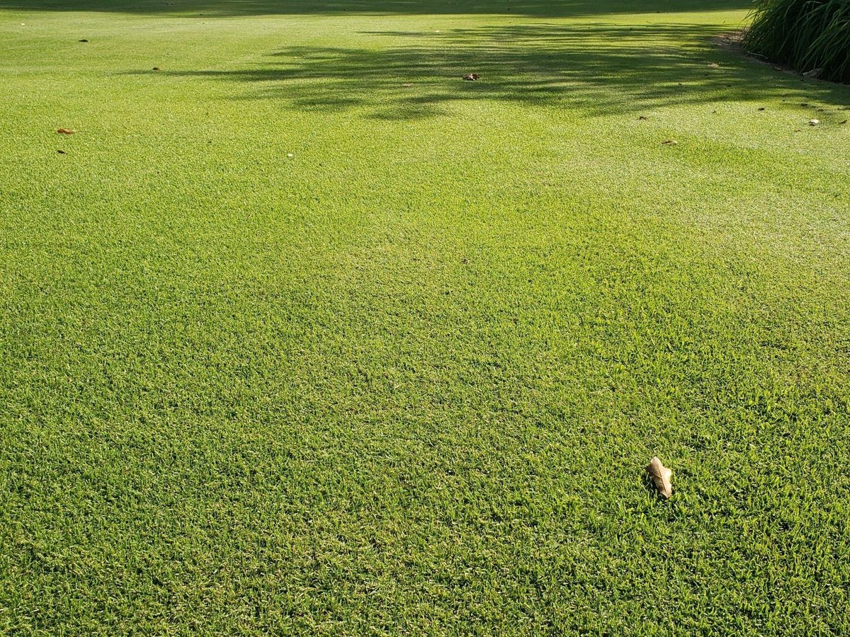 Fescue Program